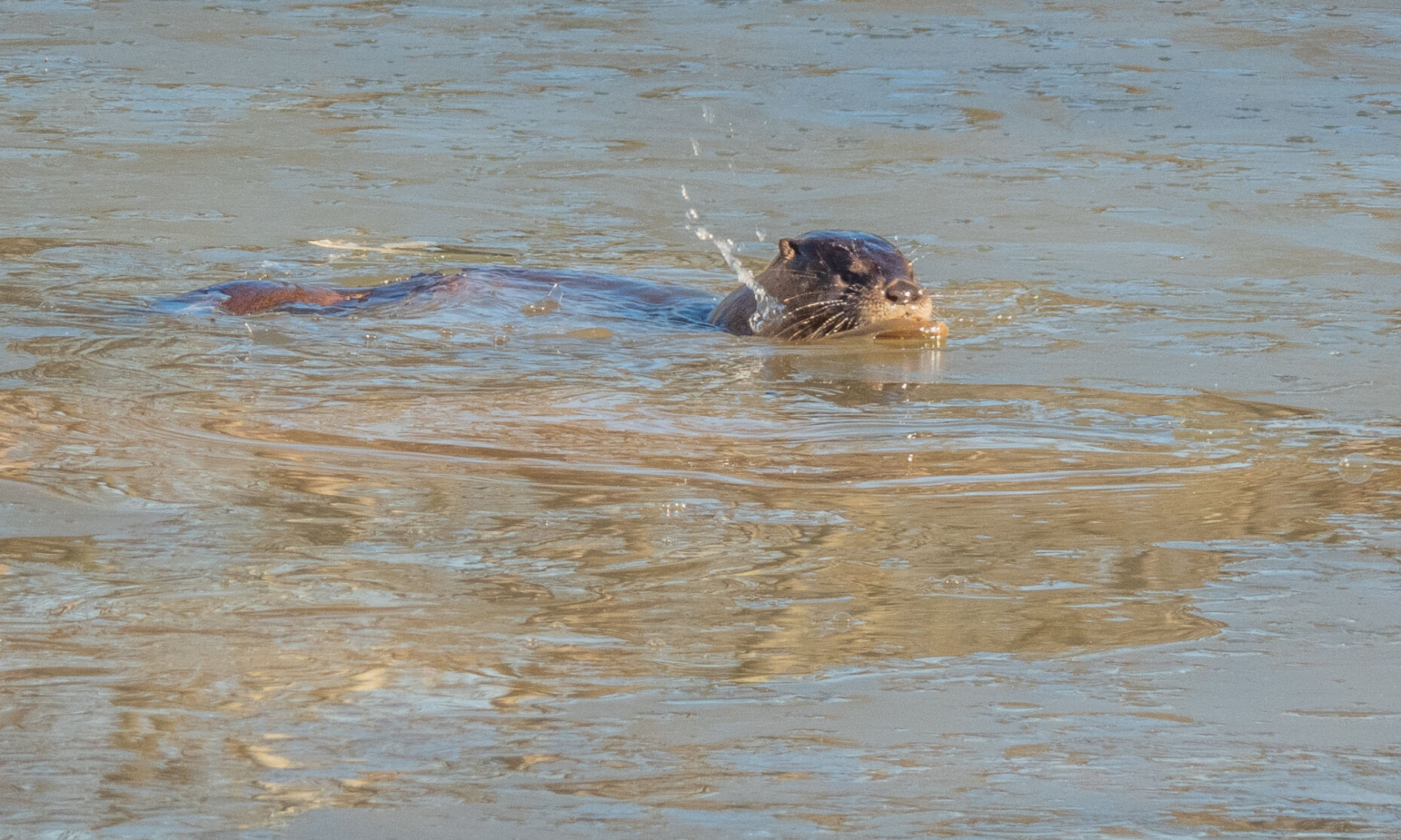 Photo_Lifestyles_Otter_swimming.jpg